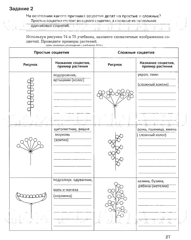 Схема соцветий 6 класс таблица. Схема по биологии 6 класс соцветия. Схема типов соцветий 6 класс биология. Таблица соцветий по биологии 6. Тест цветок соцветие 6 класс биология