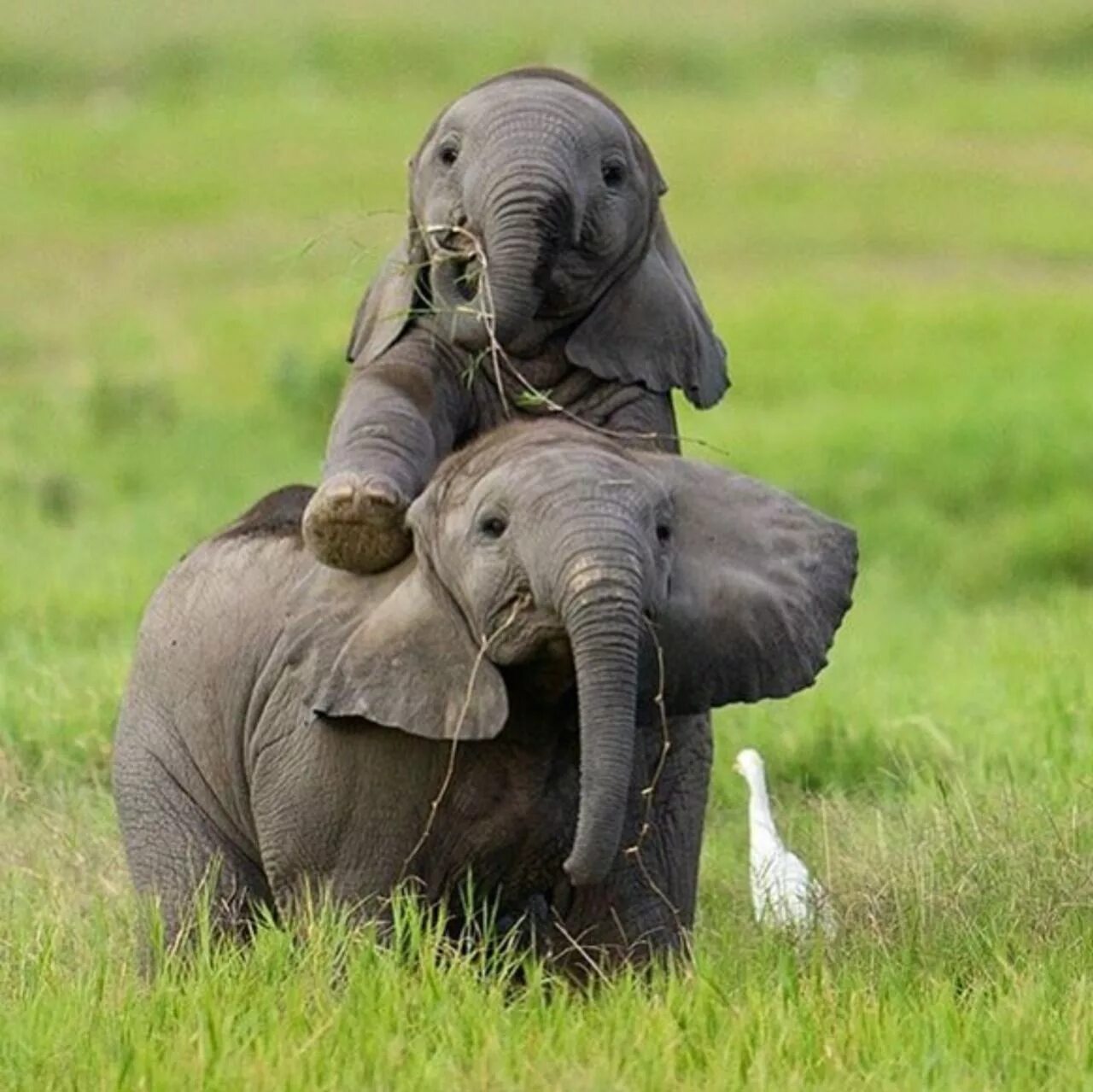Слон слоник