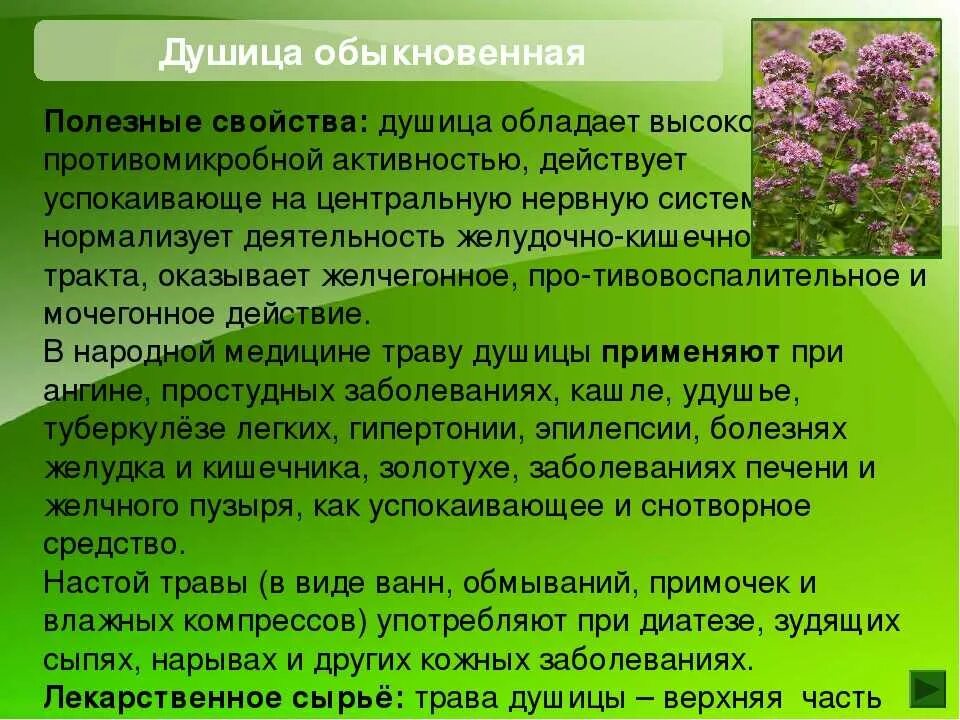 Душица действие на организм человека