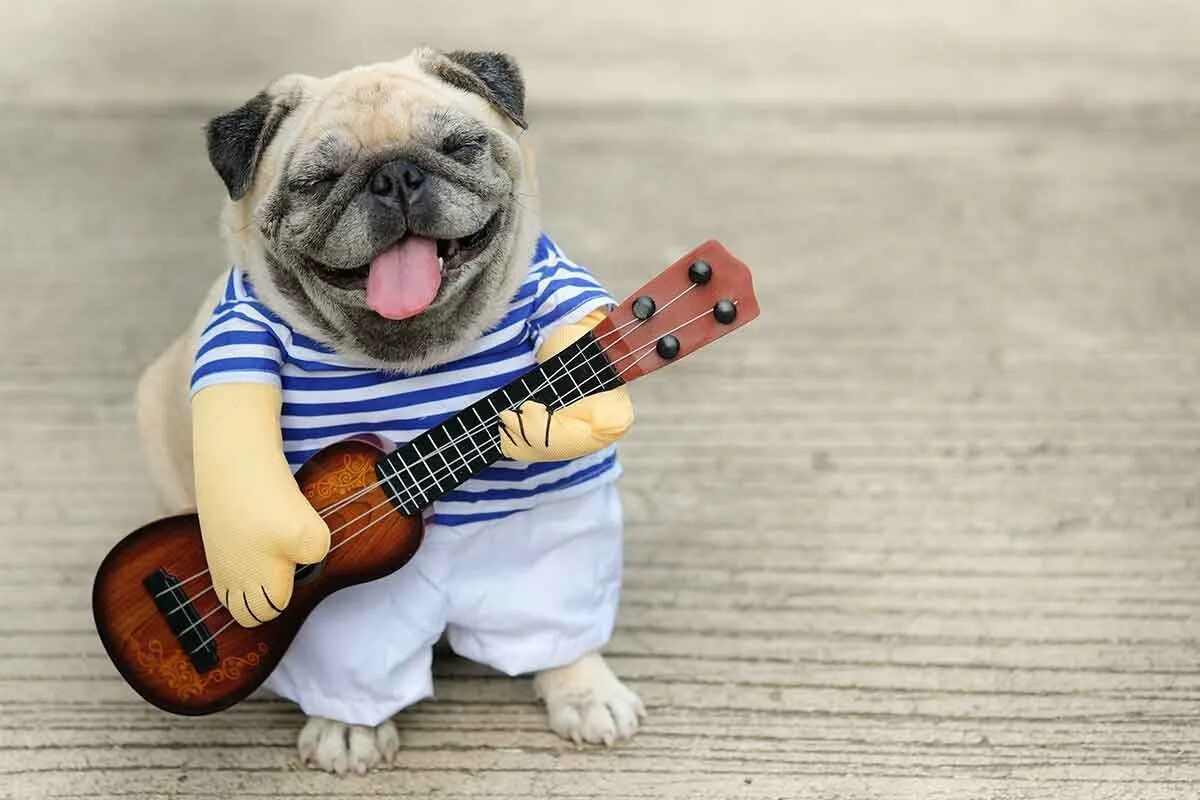 Собака с гитарой. Веселая собака. Гитара животное. Смешные животные с гитарами.