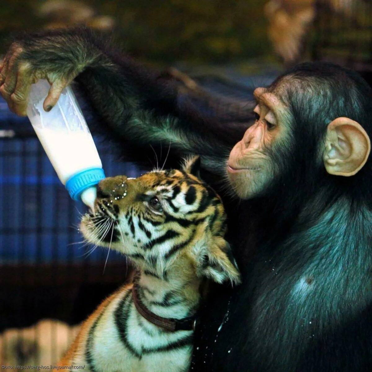 Шимпанзе Анджана. Тигр и обезьяна. Обезьянка и тигр. Обезьяна на Тигре. Среди зверей есть