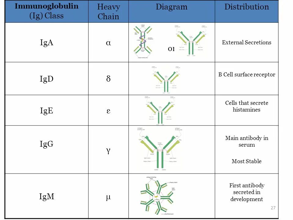 Сдать иммуноглобулин g. Классы иммуноглобулинов таблица. Иммуноглобулины e. Иммуноглобулины g и m. 5 Классов иммуноглобулинов.