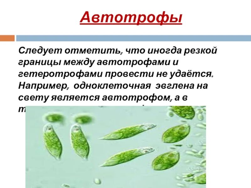 Растения являются по способу питания кроме паразитов. Автотрофные протисты тип питания. автотрофные жгутиковые. одноклеточный автотрофный организм. эвглена гетеротроф?.