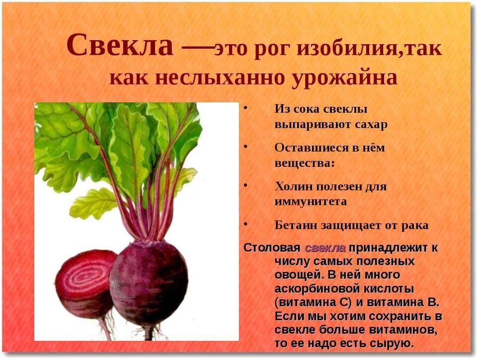Корнеплоды содержат