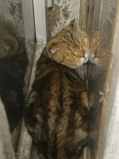 Кот между