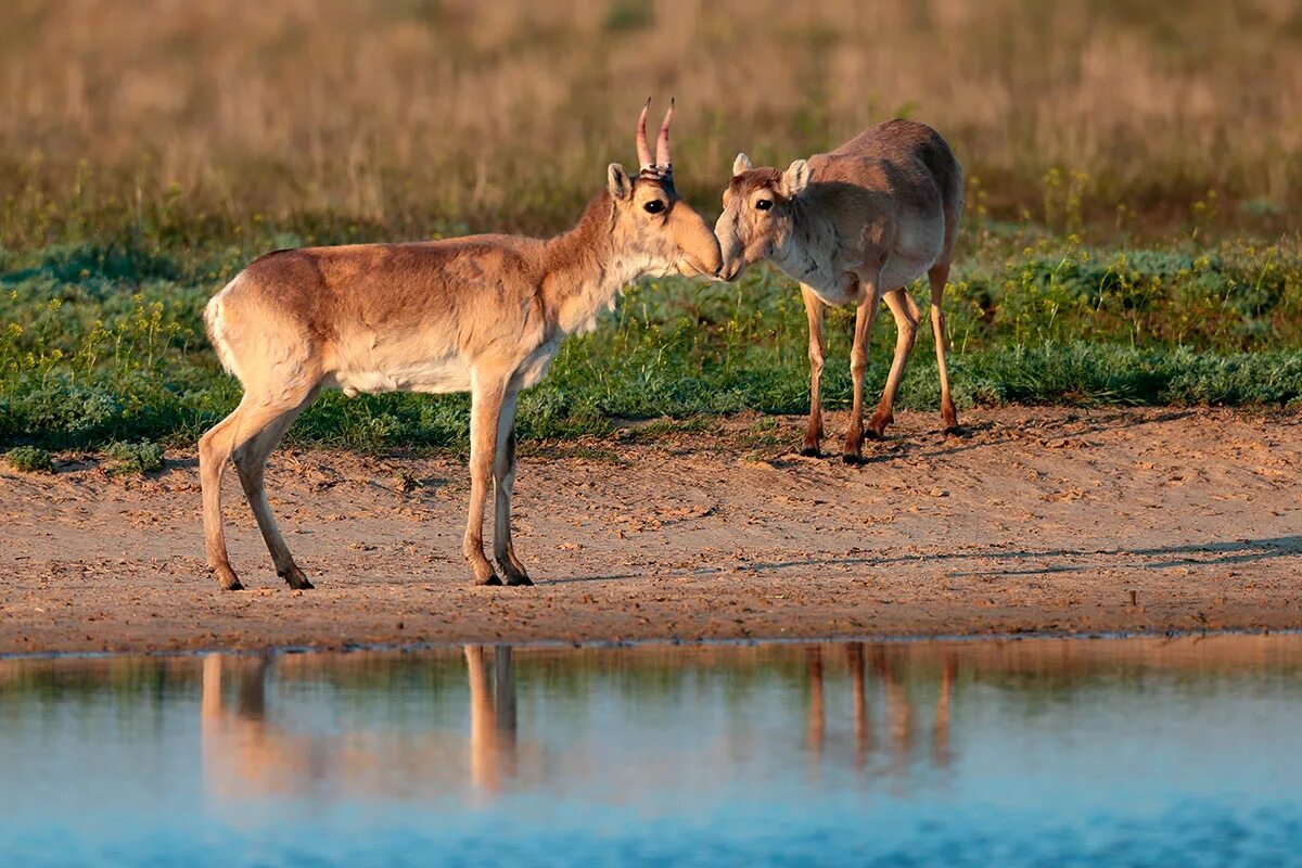 Антилопы в какой природной зоне. Сайга (Сайгак). Степной Сайгак в Калмыкии. Животные степи Сайгак. Калмыкия степь сайгаки.