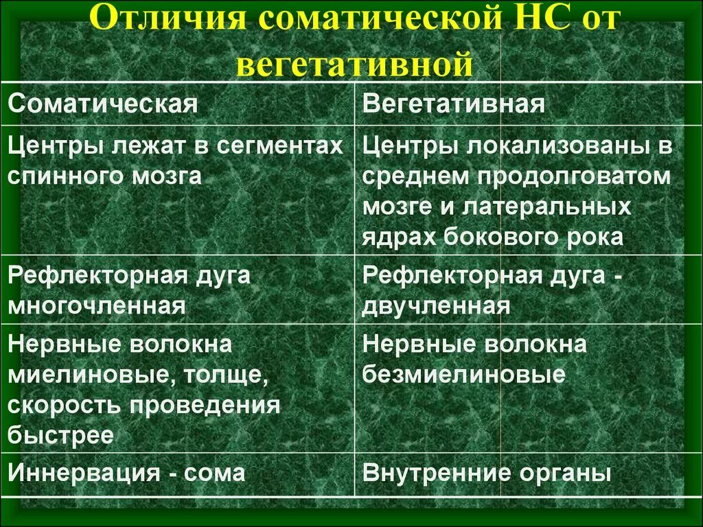 Различия соматической и вегетативной НС. Отличия вегетативной нервной системы от соматической. Соматическая и вегетативная нервная система отличия. Отличия ВНС от соматической.