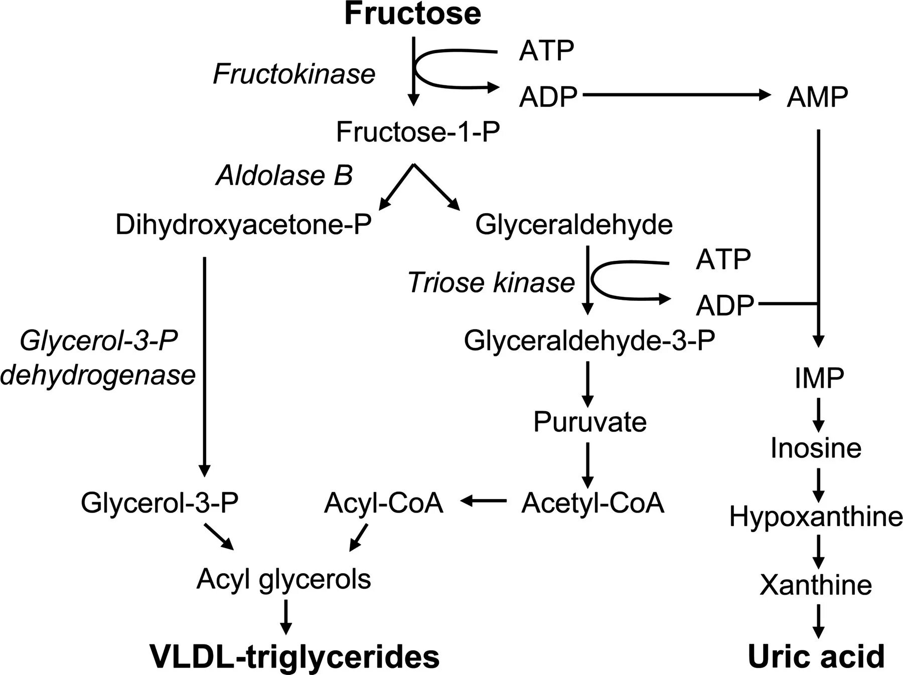 Fructose metabolism. Метаболизм фруктозы биохимия. Превращение фруктозы в глюкозу. Метаболизм фруктозы в организме. Обмен фруктозы