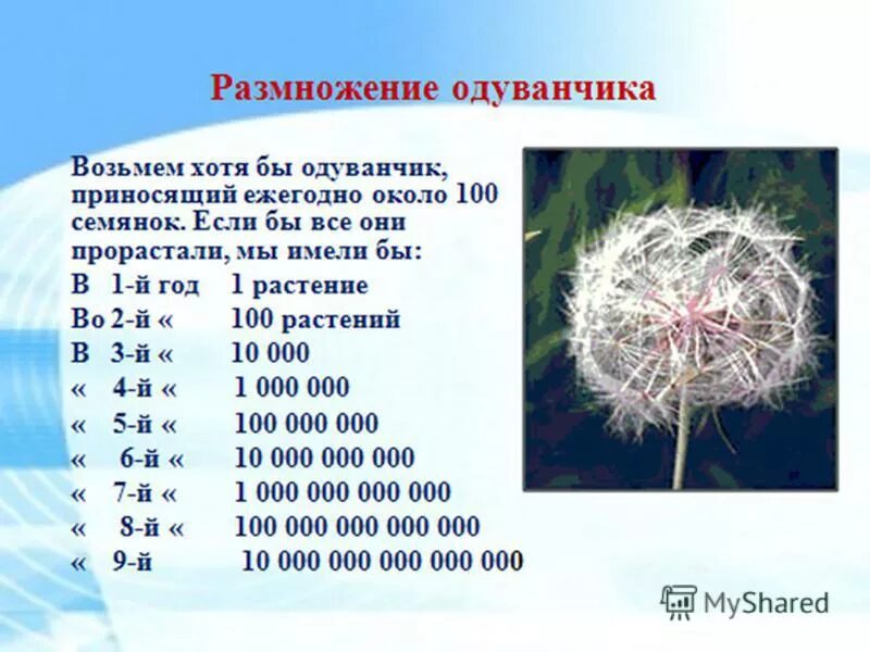 Одуванчик Продолжительность жизни. Каким способом размножается одуванчик. Органы размножения одуванчика. Как размножается одуванчик