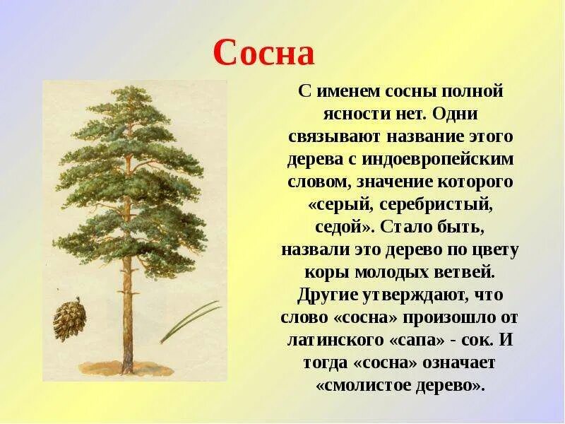 Значение слова ель. Описание дерева. Описание деревьев для детей. Сведения о сосне. Рассказ о дереве.