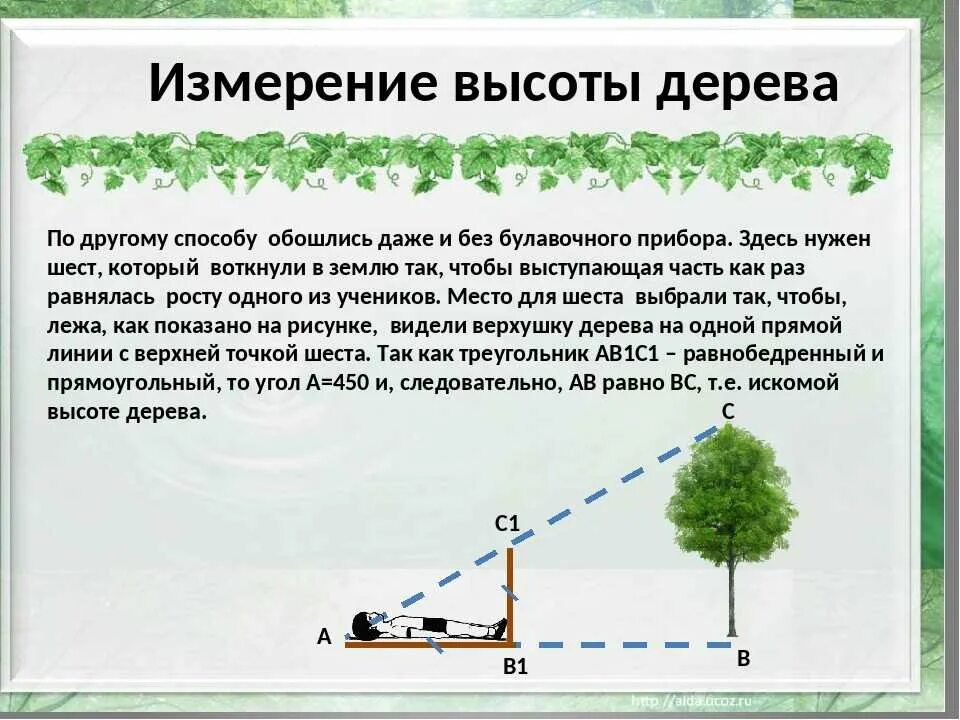 Как измерить высоту дерева. Способы измерения высоты дерева. Как вычислить высоту дерева. Способы определения высоты дерева.