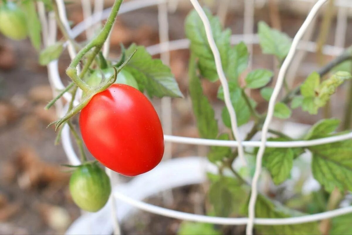 Чтоб помидоры росли. Garden Pearl томат. Томат Вильма. Помидоры в огороде. Помидоры растут.