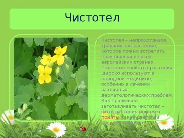 Лекарственные растения чистотел. Чистотел описание. Чистотел описание растения. Чистотел для детей. Чистотел для чего применяется