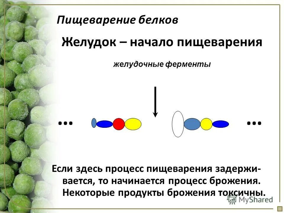 Процесс переваривания жиров. Начинается переваривание белков и некоторых жиров. Схема переваривания и всасывания белков. Переваривание белков биохимия схема. Переваривание белков в ротовой полости.