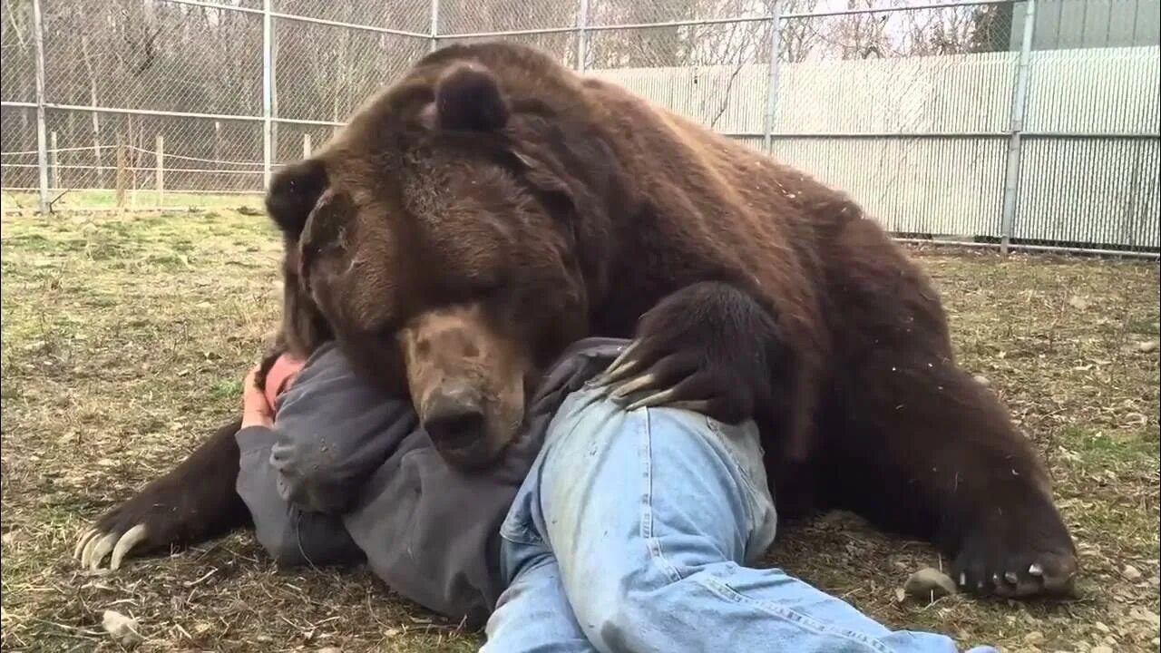 Опасны ли медведи. Медведь Гризли нападение. Бурый медведь нападение Гризли. Джим и Джимбо.