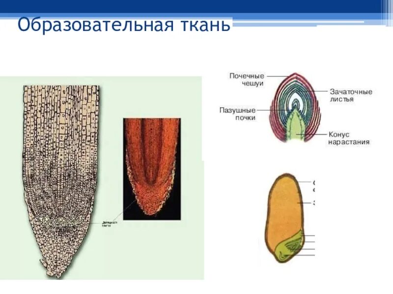 Функция образовательной ткани у растений 6 класс. Образовательная ткань 5 класс биология. Образовательная ткань растений. Образовательная растительная ткань. Боковая образовательная ткань.