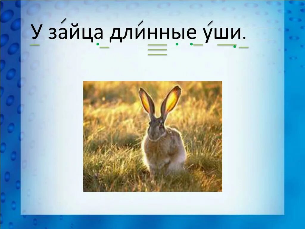 Заяц с длинными ушами. Предложение про зайца. Предложение со словом заяц. Схема предложения у зайца длинные уши. У зайца хвост короткий а уши