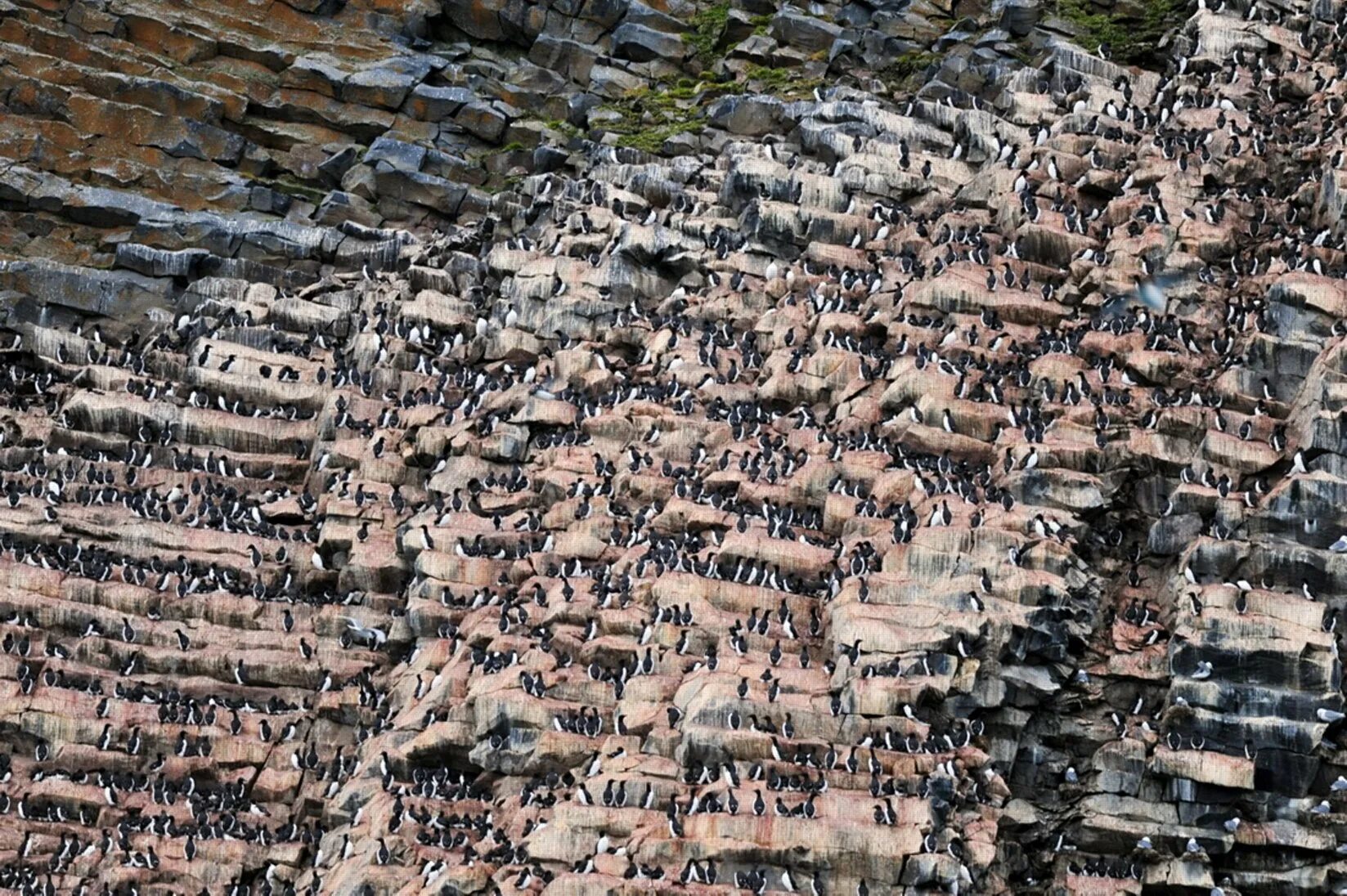 птичьи базары в арктике. национальный парк берингия птичий базар. птичьи базары в арктике. кайра птичий базар. земля франца иосифа птичий базар скала рубини-рок.