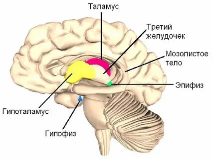 Какие функции таламуса и гипоталамуса