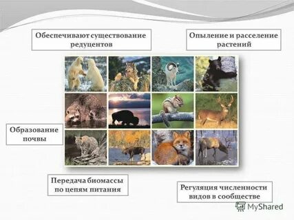 Большим видовым разнообразием