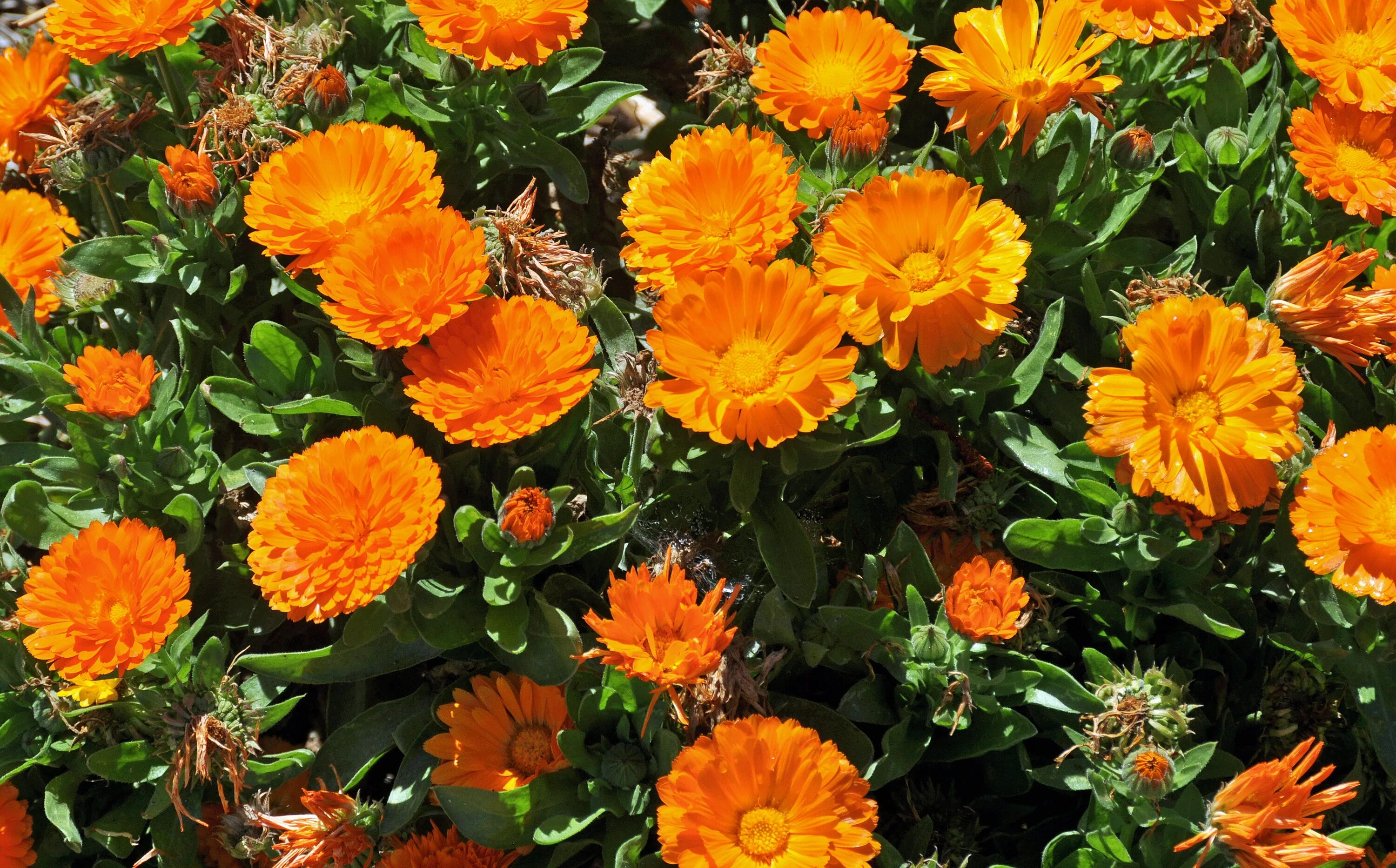 CALENDULA *** POT MARIGOLD *** A wonderful edible flower. Flavors range from spi