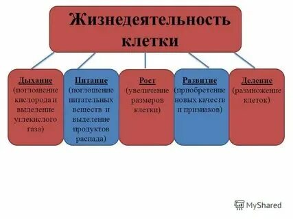 Какие процессы жизнедеятельности вам известны кратко