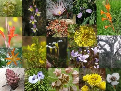 Plant diversity