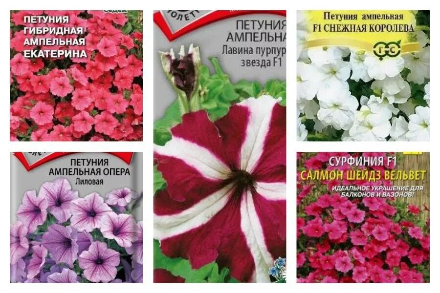 Отличие петунии. Петуния ампельная и каскадная. Петуния каскадная. Петуния ампельная. Петуния екатерина f1.