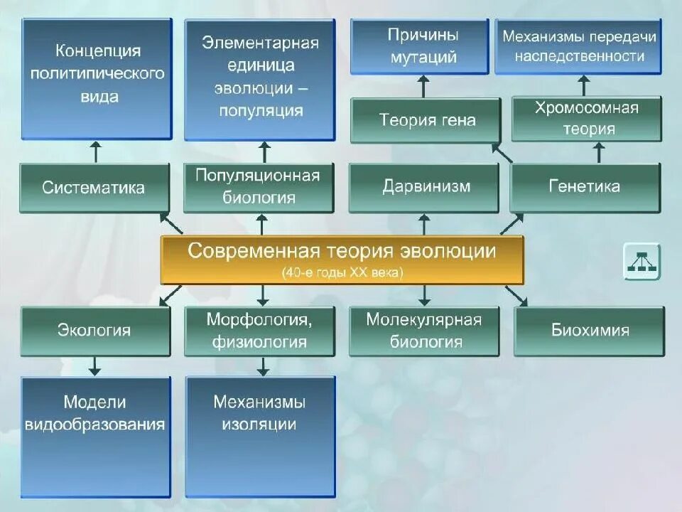 Элементарные факторы эволюции. Современная теория эволюции. Эволюционные факторы схема. Современные теории эволюции биология.