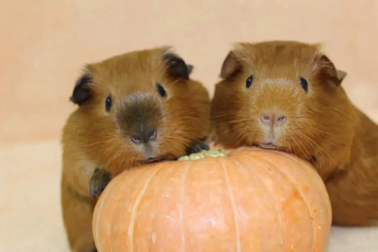 дикие морские свинки. морские свинки породы американский тедди. морские свинка 1 месяц. морская свинка роборовского. морские свинка 1 месяц.