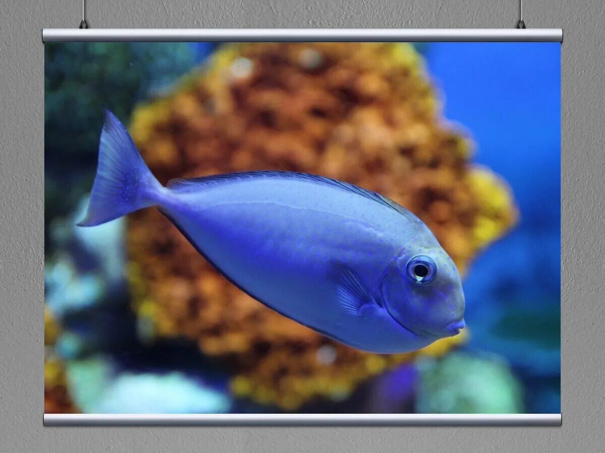 A blue fish. A blue fish. Морская небольшая рыбка. Blue fish 4*конаклы, алания. Хромис голубой дельфин.