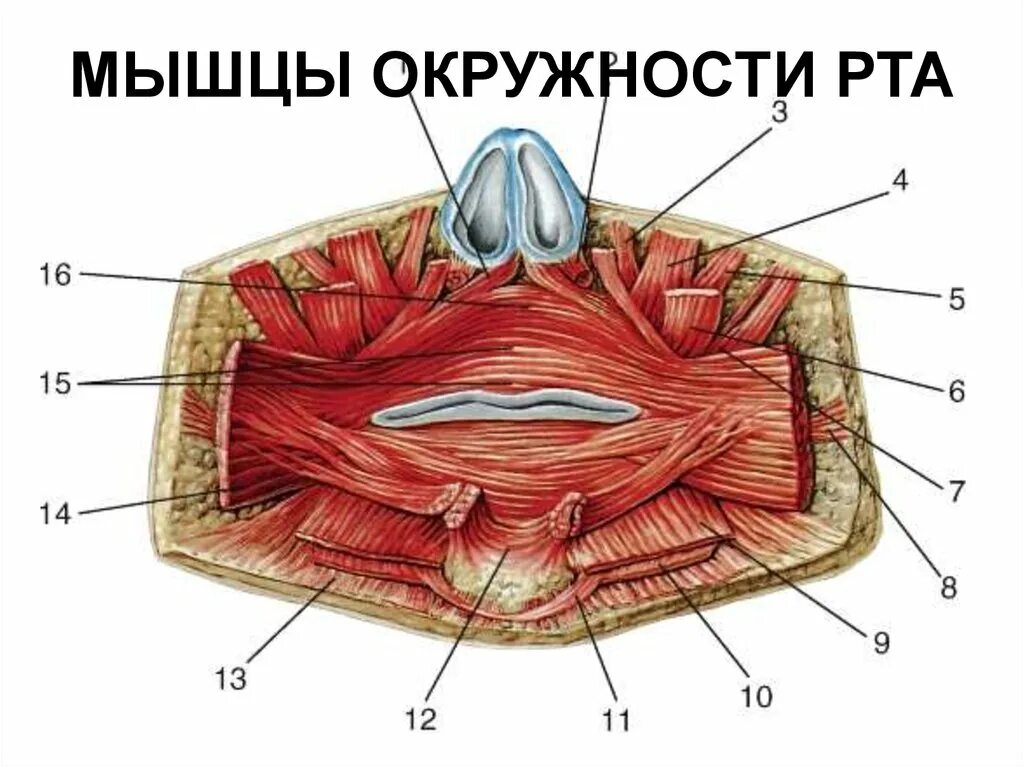 Части губ рта. Круговая мышца губ анатомия. Мышцы окружающие ротовую щель.