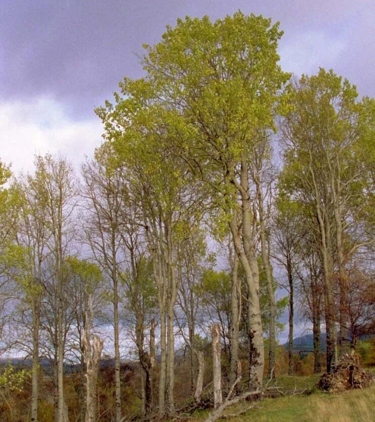 Осина обыкновенная (Populus tremula). Осина Сибирская. Осина Сахалинская. Деревья России осина. Осина в какой природной зоне
