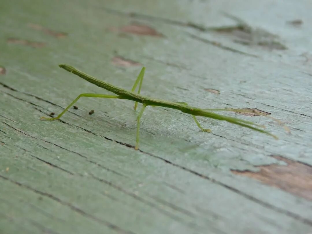 Pelitre planta usada para combatir insectos