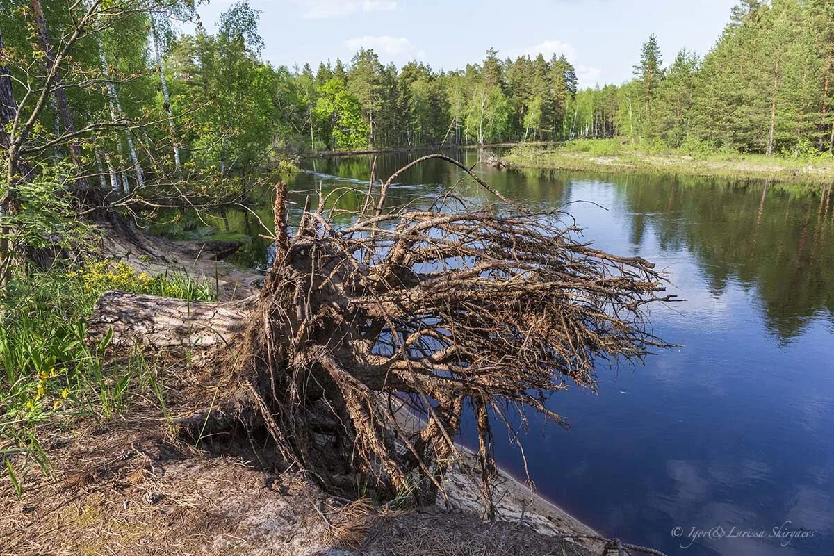 Мещера рязанская область. Река пра Рязанская область. Реки. Река пра Рязанская Карелия. Мещёра национальный парк.