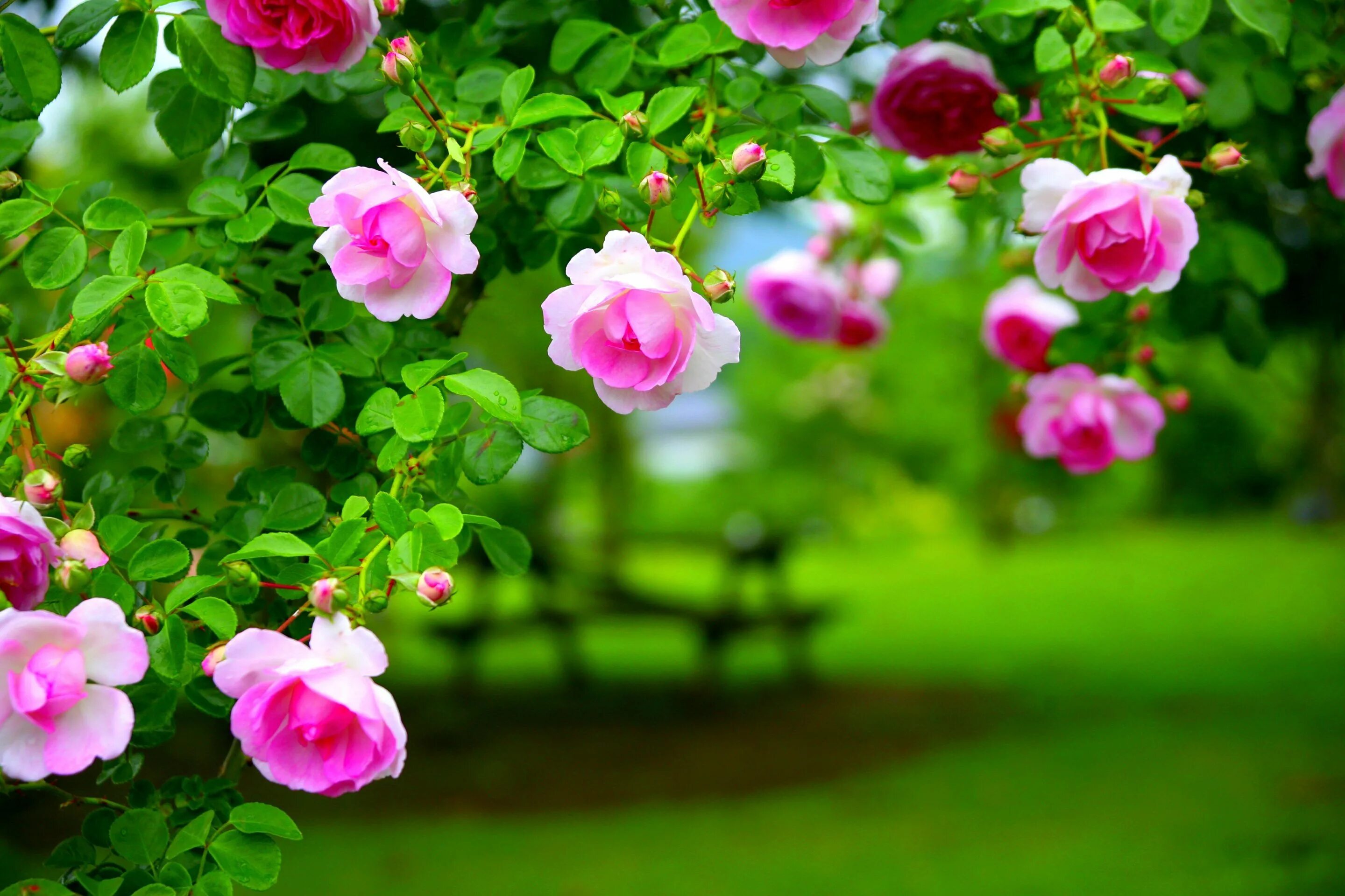 Розовые розы в саду. Розы снизу