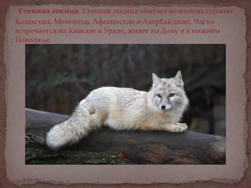 Корсак сообщение 4 класс окружающий мир. Корсак. корсак животное в красной книге. лиса корсак красная книга. корсак лиса сообщение.