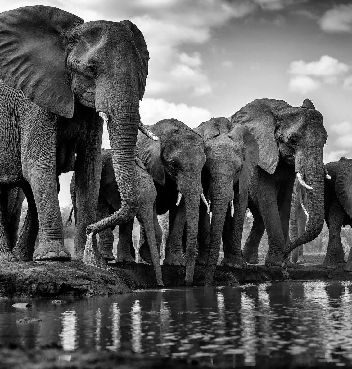 Черная слоновая. Животные Африки. Африканские слоны. Черные слоны. Слон в Африке.