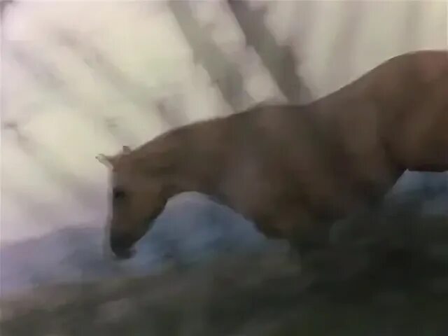 Серебряный ветер 1
