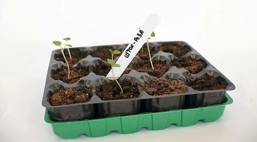 Мальва рассада выращивание. Мальва всходы рассады. Мальва ростки. Мальва цветок рассада. Мальва всходы рассады.