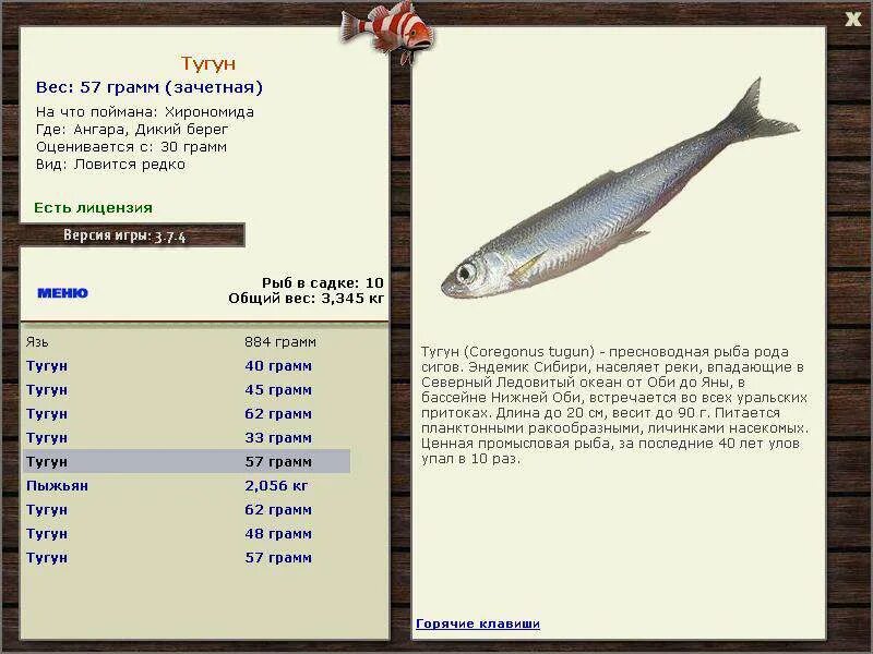 название промысловых рыб. ценная промысловая рыба 8 букв. тугун реальная рыбалка. скумбрия рассказ. ценная промысловая рыба 8 букв.