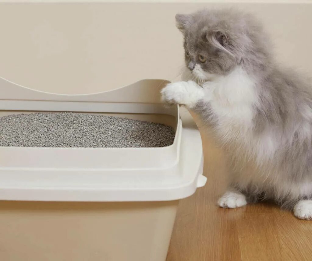 Как котенка приучить к лотку 1.5. Cat Litter. Лоток для котят. Лоток для кошек маленький. Лоток и наполнитель для котенка.