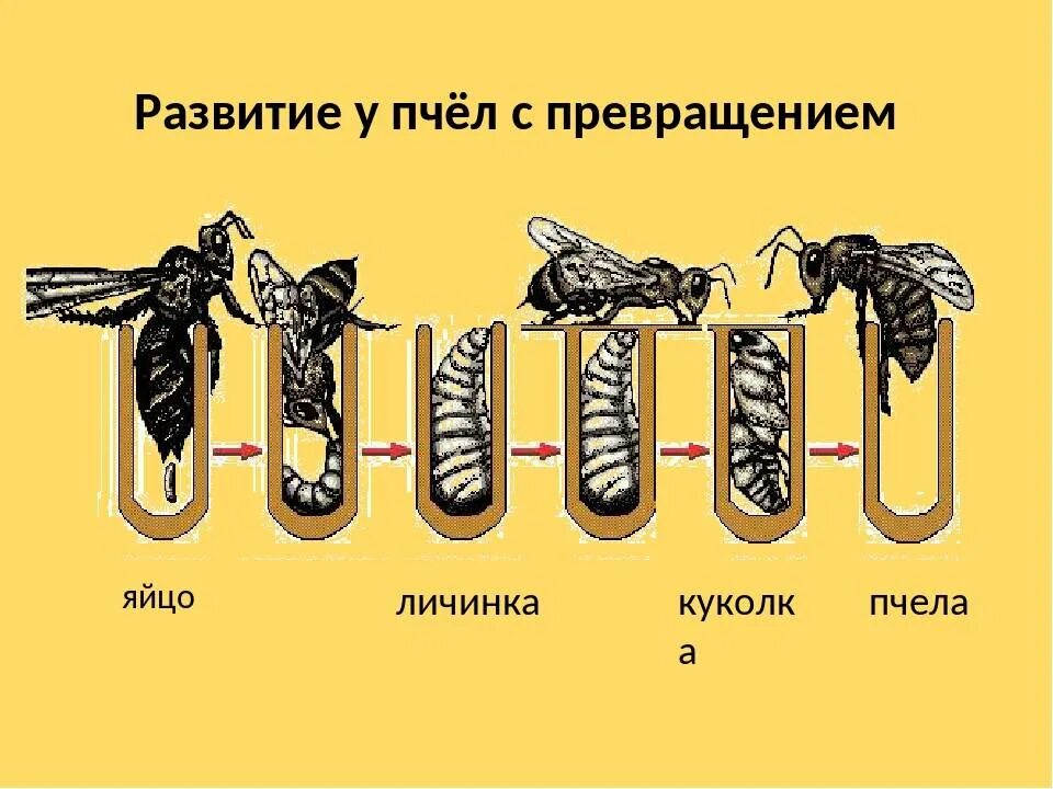 Цикл развития медоносной пчелы схема. Стадии развития личинки пчелы по дням. Стадии развития пчелиной личинки. Жизненный цикл пчелы медоносной.