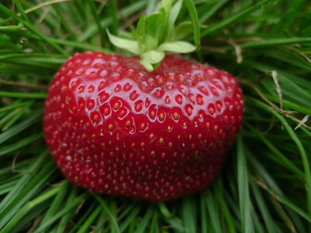 Селекция земляники