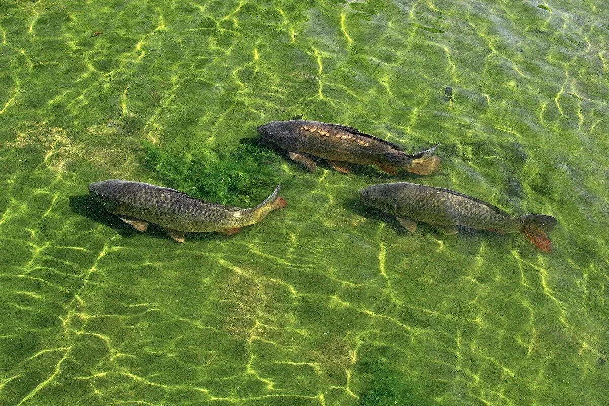 Рыбоводство Карп Прудовое. Сазан и Карп. Рыба в озере. Мелководье рыбы.