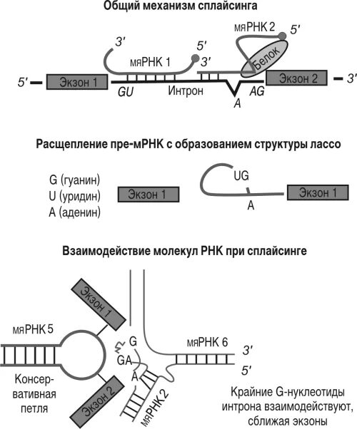 Экзон ру