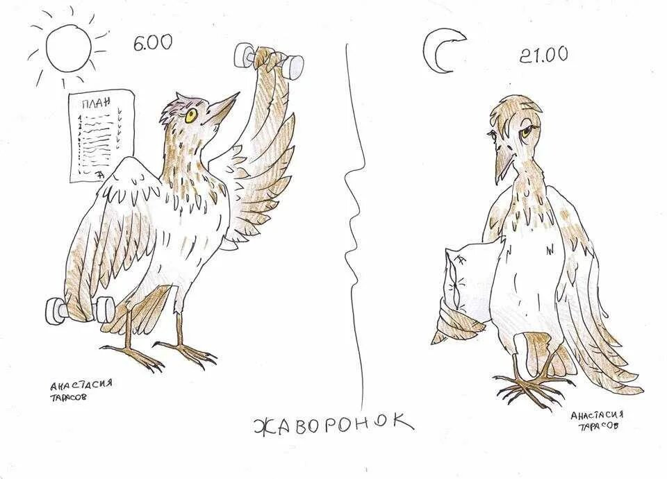 Хронотипы человека сова жаворонок голубь. Голуби сов. Хронотипы сова жаворонок голубь. Жаворонки и совы биоритмы. Биоритмы жаворонки совы и голуби.