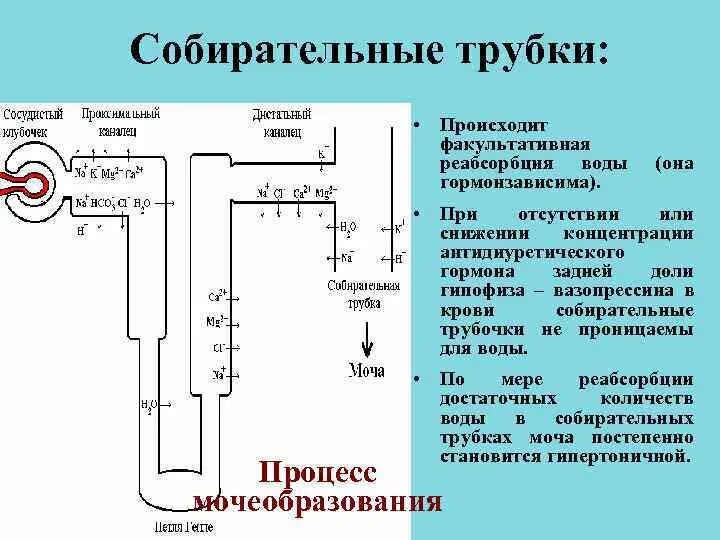 Собирательная трубочка реабсорбция