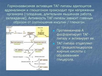 Активность кислой липазы