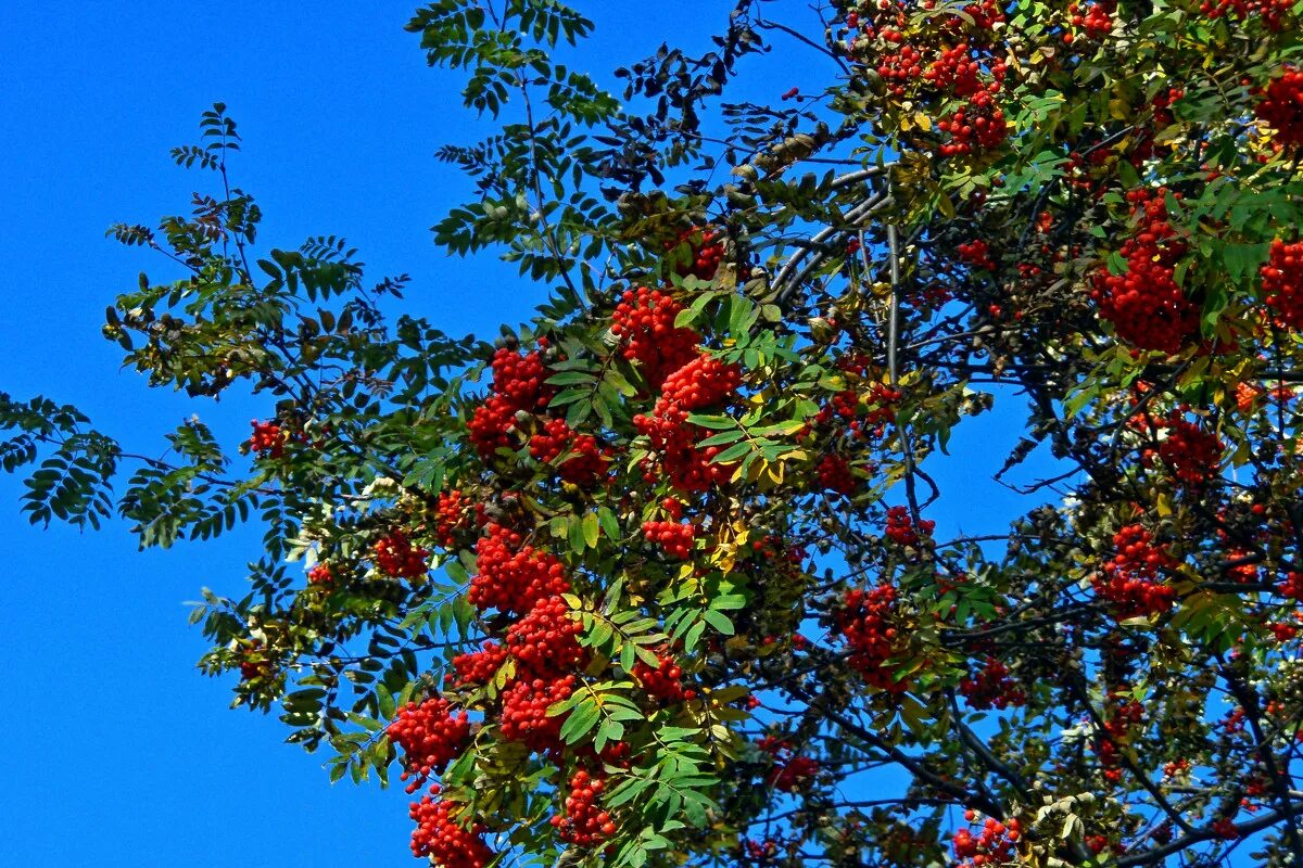 рябина болотная. береза рябина калина. рябинушка рябинушка что делать подскажи. дубовидная рябина. рябина красноплодная.